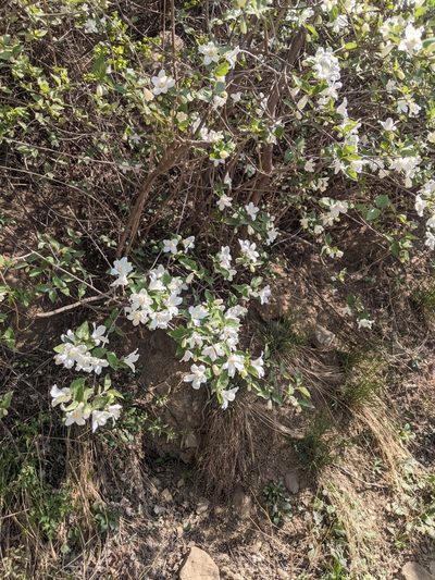 Deutzia grandiflora, photographed by shizhao