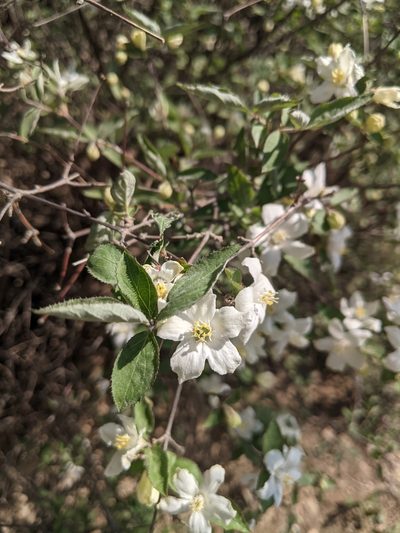 Deutzia grandiflora, photographed by shizhao