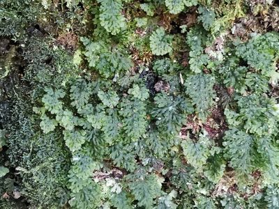 Hymenophyllum barbatum, photographed by harum.koh