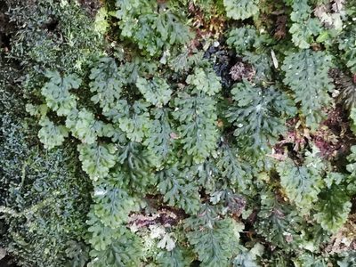 Hymenophyllum barbatum, photographed by harum.koh
