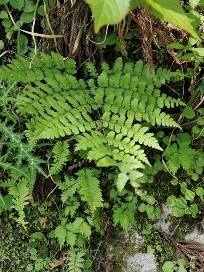 Diplazium squamigerum, photographed by harum.koh