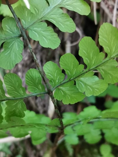 Diplazium squamigerum, photographed by harum.koh