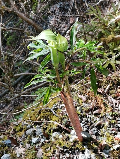 Arisaema angustatum, photographed by harum.koh