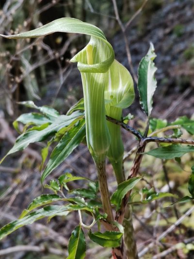 Arisaema angustatum, photographed by harum.koh