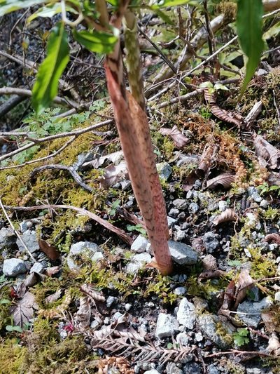 Arisaema angustatum, photographed by harum.koh
