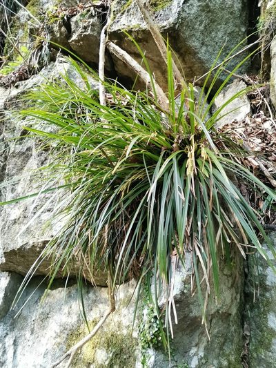 Carex morrowii, photographed by harum.koh