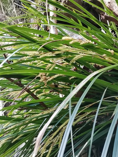 Carex morrowii, photographed by harum.koh