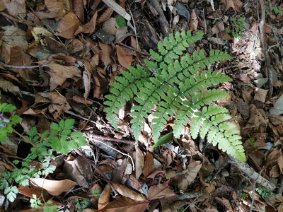 Diplazium squamigerum, photographed by harum.koh