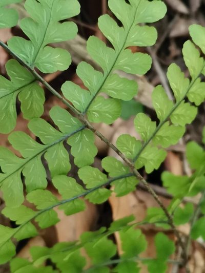 Diplazium squamigerum, photographed by harum.koh