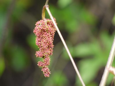 Ampelocissus latifolia, photographed by Dinesh Valke