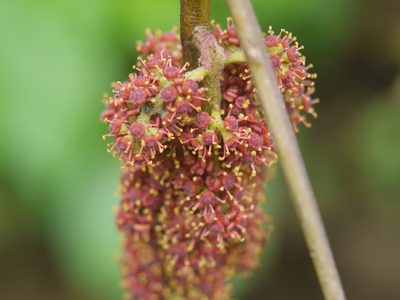 Ampelocissus latifolia, photographed by Dinesh Valke
