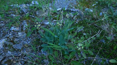 Myosotis macrantha, photographed by Sarah Richardson