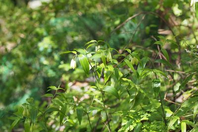 Disporum sessile, photographed by harum.koh
