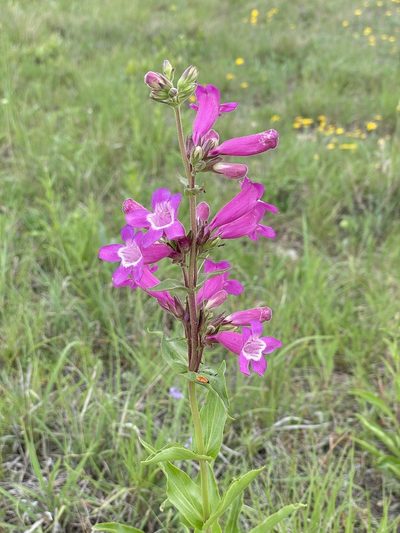 Penstemon triflorus, photographed by Sue Carnahan