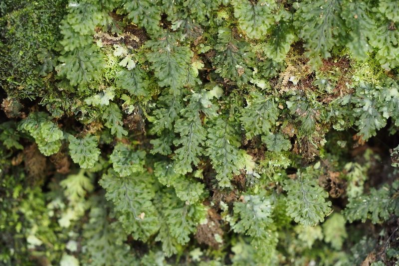Hymenophyllum barbatum, photographed by harum.koh