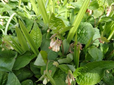 Symphytum grandiflorum, photographed by eightpictures