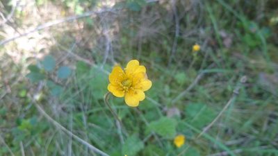 Geum sylvaticum, photographed by Elizabete Marchante