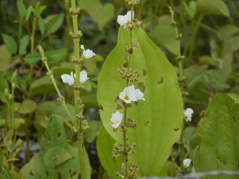 Aquarius pubescens, photographed by Breno Figueiredo