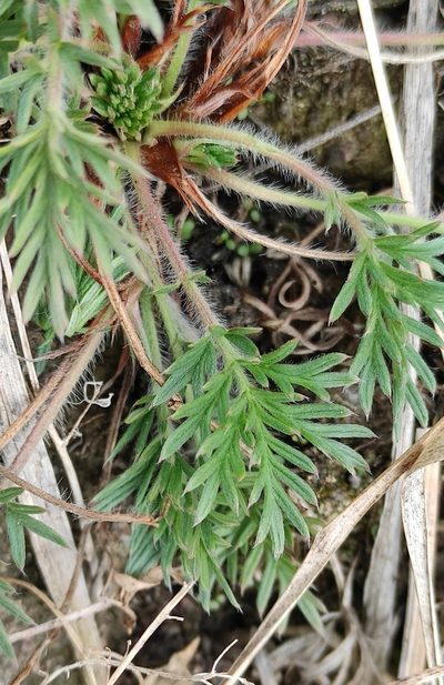 Potentilla tergemina, photographed by Юлия