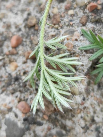 Potentilla tergemina, photographed by Юлия