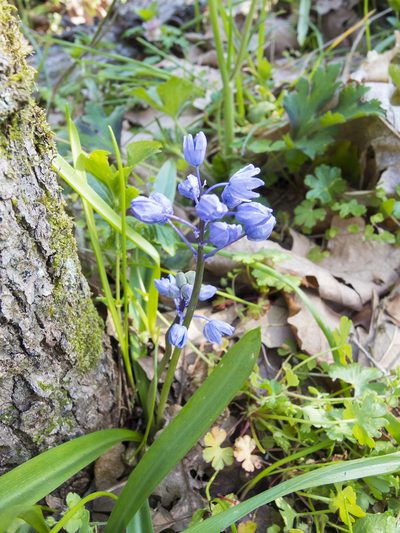 Scilla bithynica, photographed by katunchik