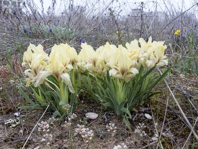 Iris suaveolens, photographed by katunchik