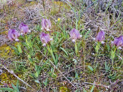 Iris suaveolens, photographed by katunchik