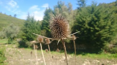 Dipsacus comosus, photographed by Elizabete Marchante