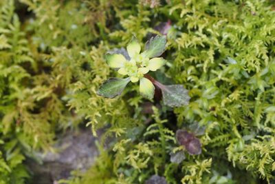 Chrysosplenium macrostemon, photographed by harum.koh