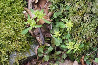 Chrysosplenium macrostemon, photographed by harum.koh