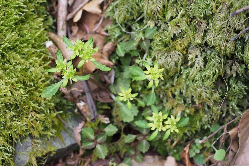 Chrysosplenium macrostemon, photographed by harum.koh