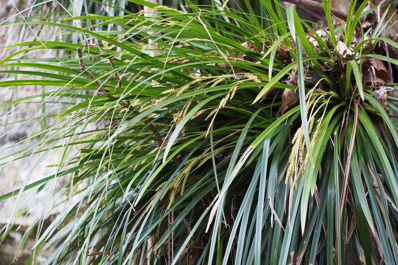 Carex morrowii, photographed by harum.koh