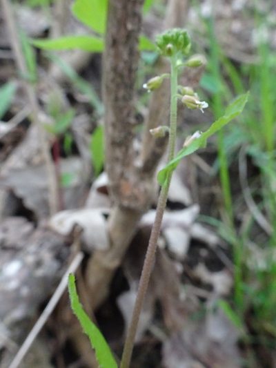 Borodinia dentata, photographed by Thomas Koffel