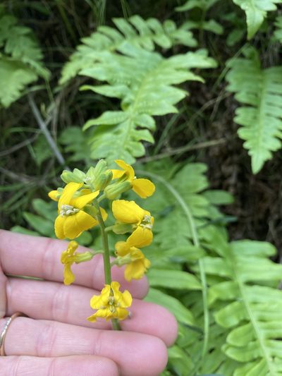 Erysimum suffrutescens, photographed by Erica Krimmel