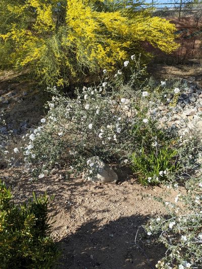 Cordia parvifolia, photographed by Bruce Hartman