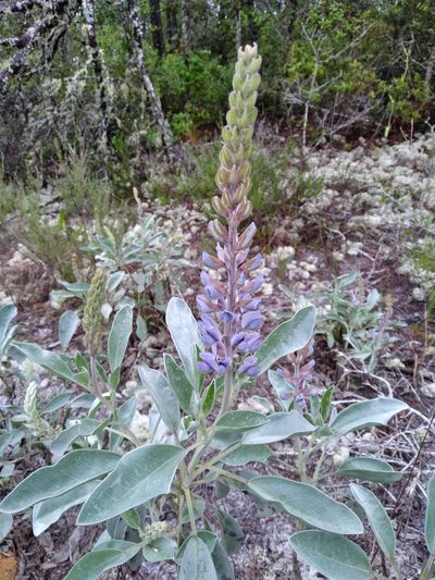 Lupinus westianus, photographed by Scott Ward