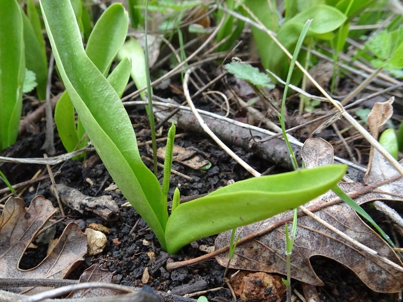 Ophioglossum engelmannii, photographed by Thomas Koffel