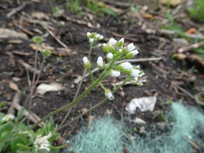 Tomostima cuneifolia, photographed by Thomas Koffel