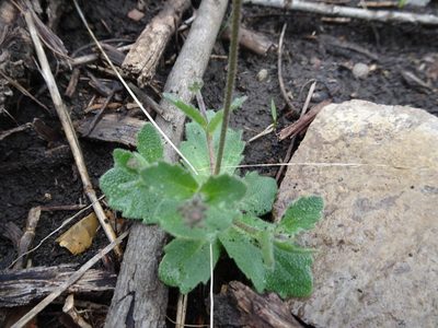 Tomostima cuneifolia, photographed by Thomas Koffel