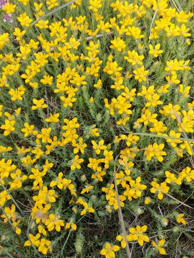Genista hispanica, photographed by Roland Godon