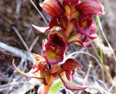 Satyrium bracteatum, photographed by linkie