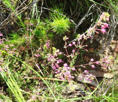 Erica thimifolia, photographed by linkie