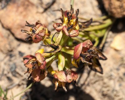 Ceratandra atrata, photographed by magriet b