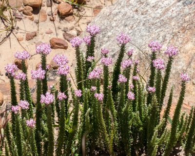 Lachnospermum umbellatum, photographed by magriet b
