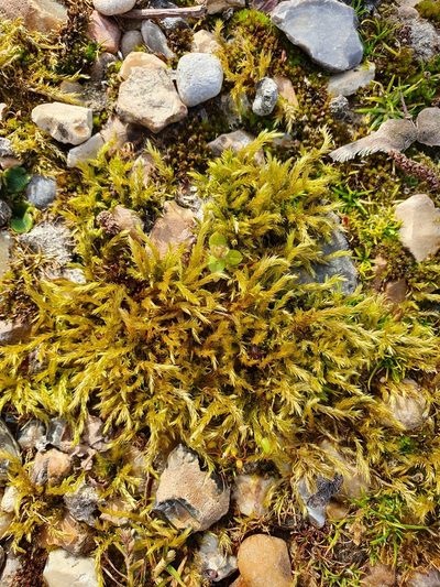 Brachythecium mildeanum, photographed by Jonathan Hughes