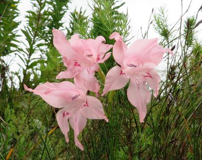 Gladiolus virgatus, photographed by linkie
