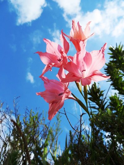 Gladiolus virgatus, photographed by linkie