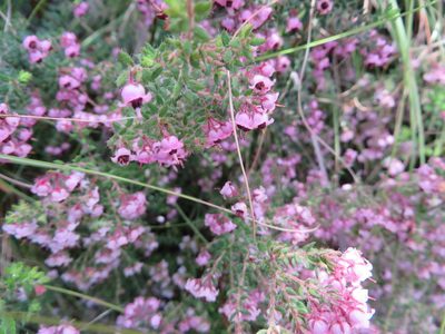 Erica setosa, photographed by linkie