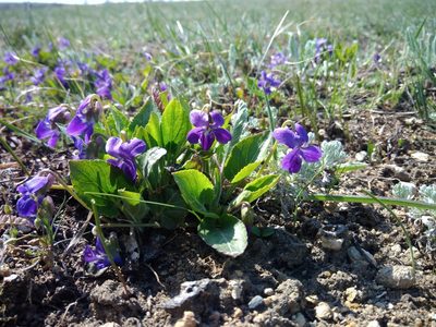 Viola ambigua, photographed by Valerii Darmostuk