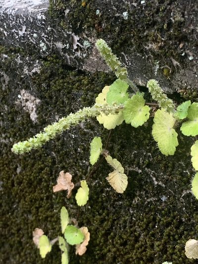 Hydrocotyle hirsuta, photographed by Elix Hernandez